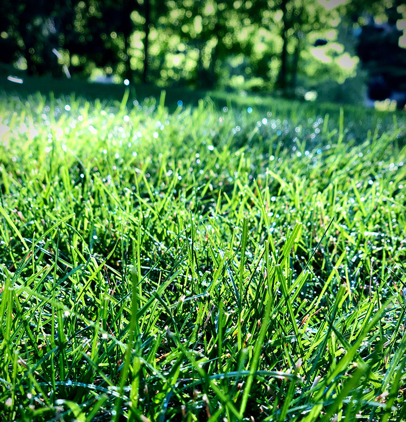 Green grass in the sun