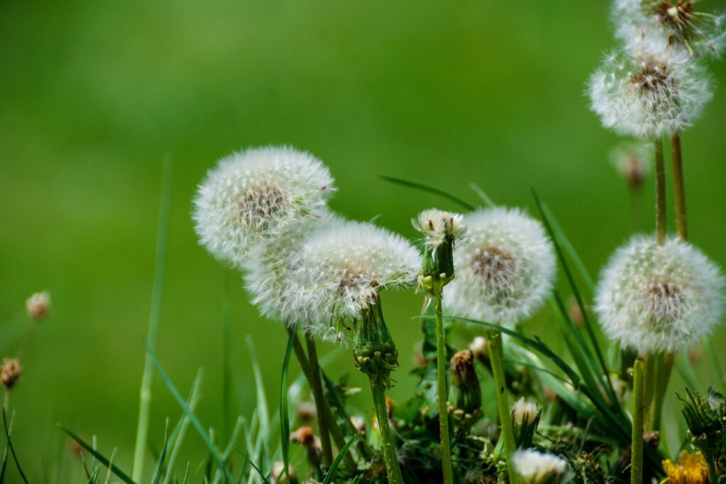 How to Kill Dandelions Naturally Organic Lawns by Lunseth