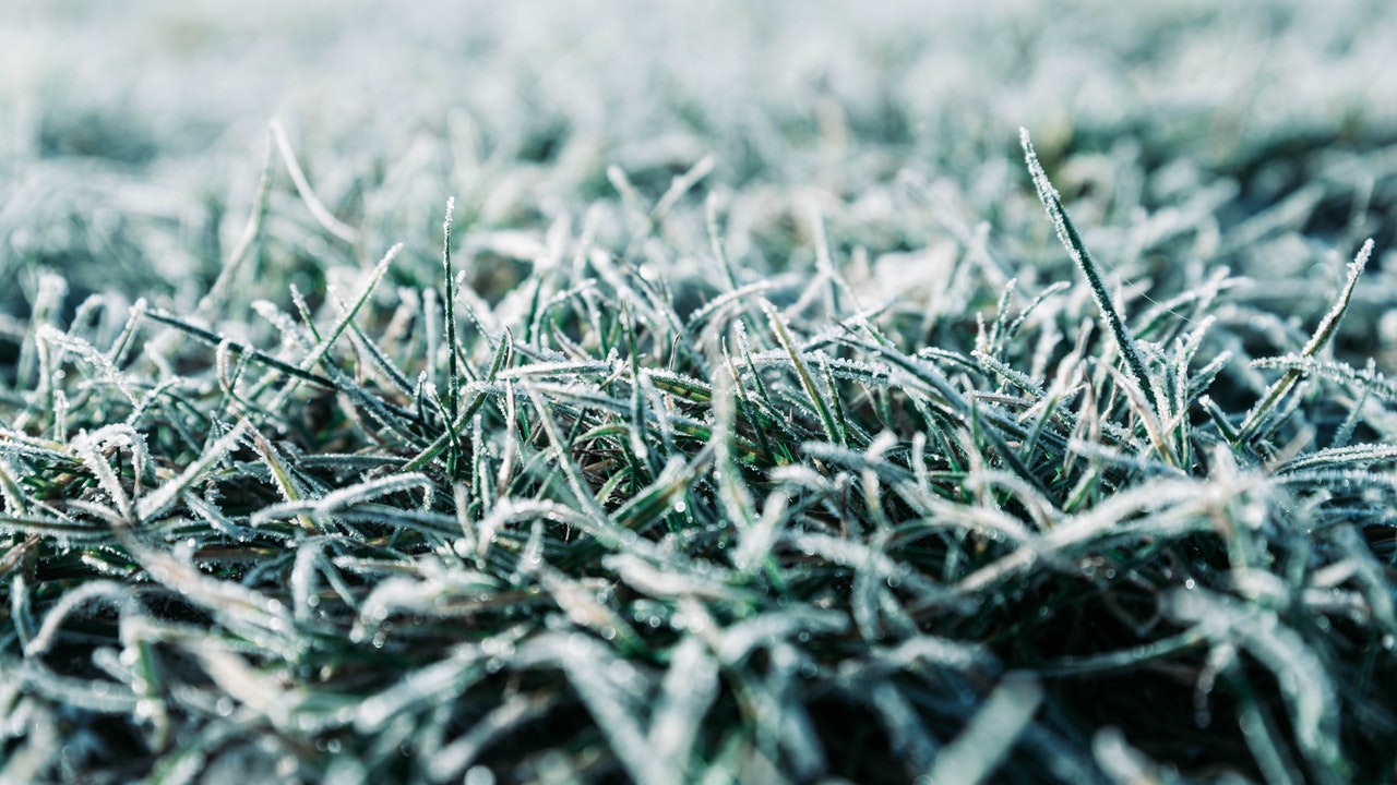 Close up of frosted grass in lawn.