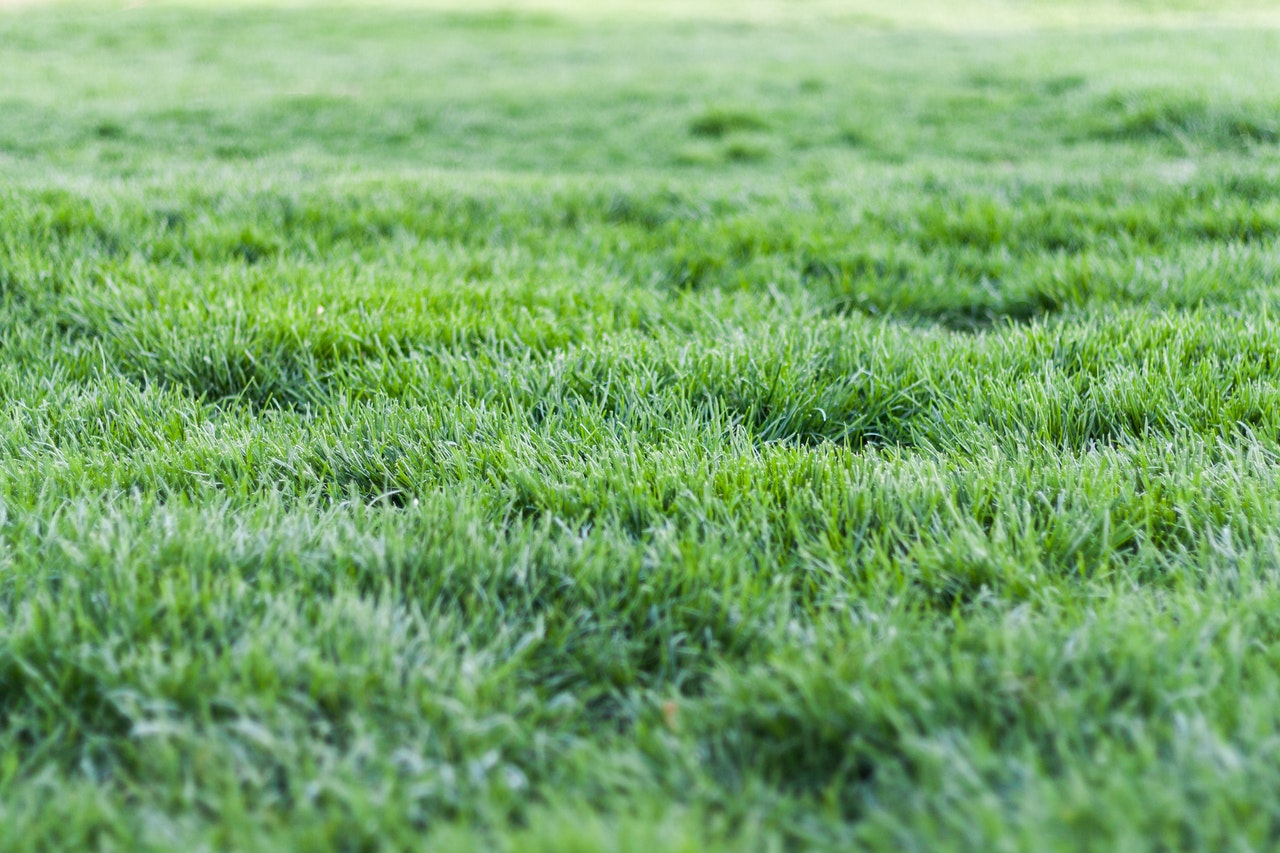 green grass of residential lawn.