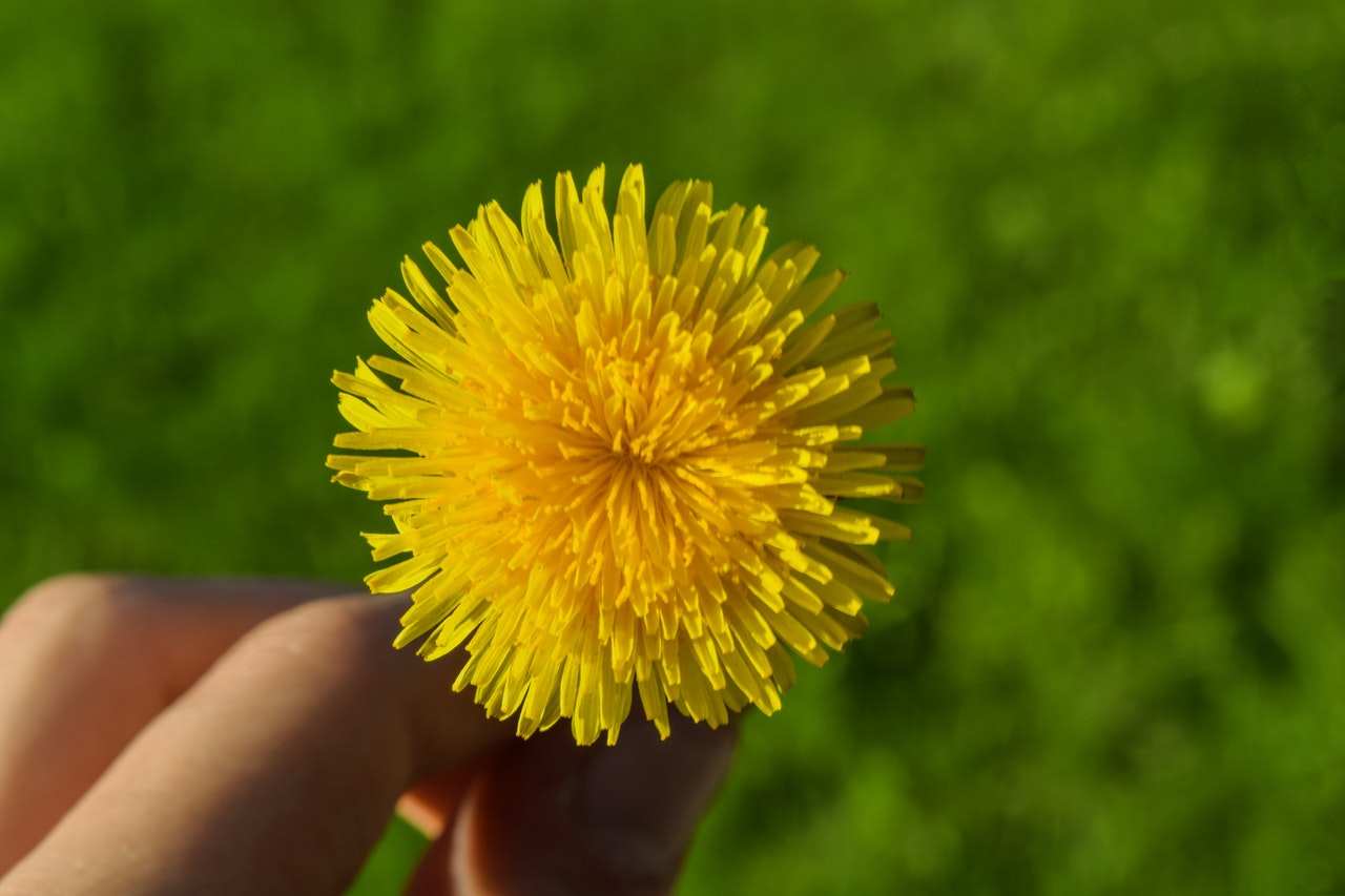 Homeowner holding dandelion in front of green lawn.