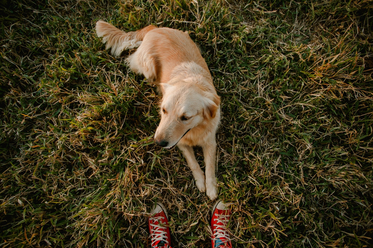 Golden Retriever laying in