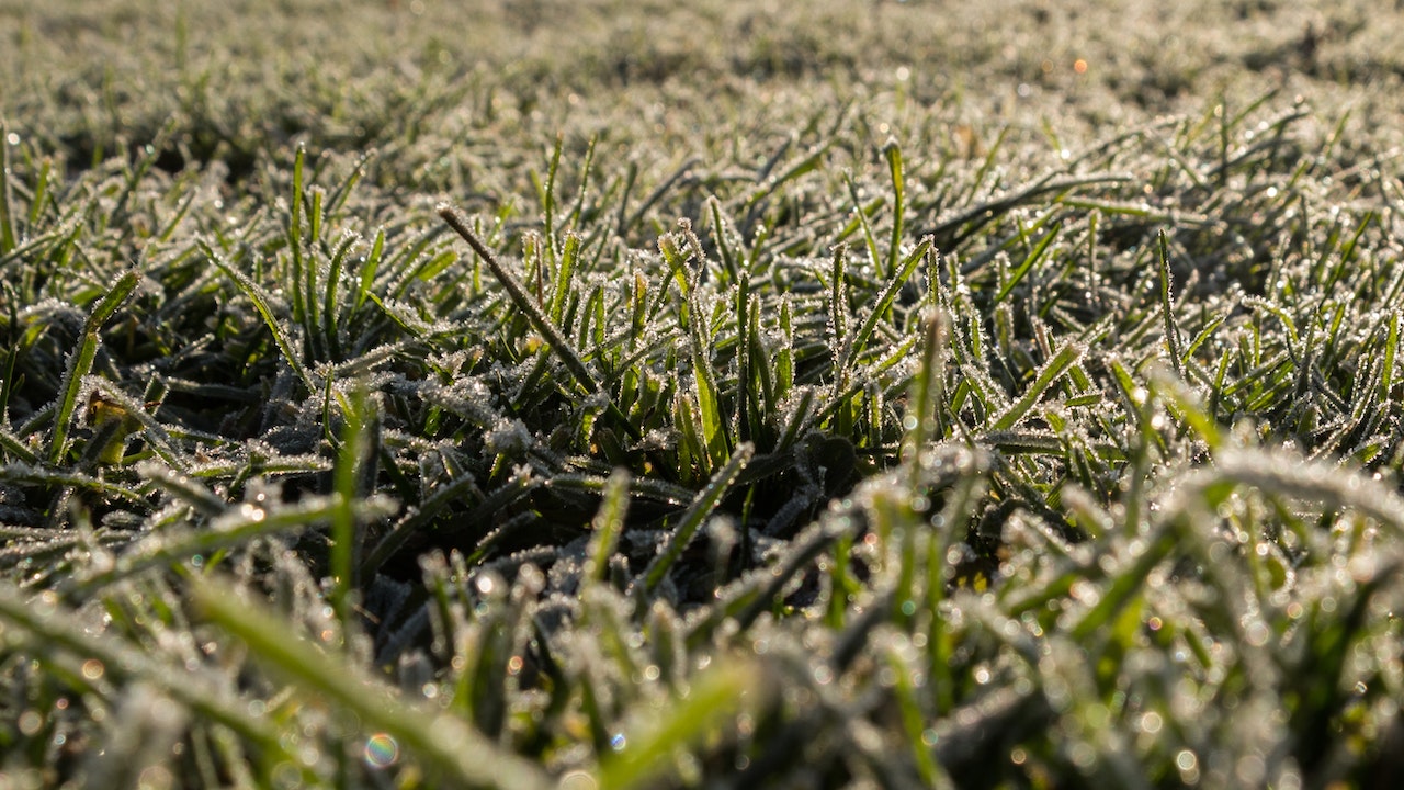 Frost on grass in front yard.