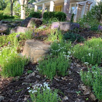 Lunseth_gallery_plant_4